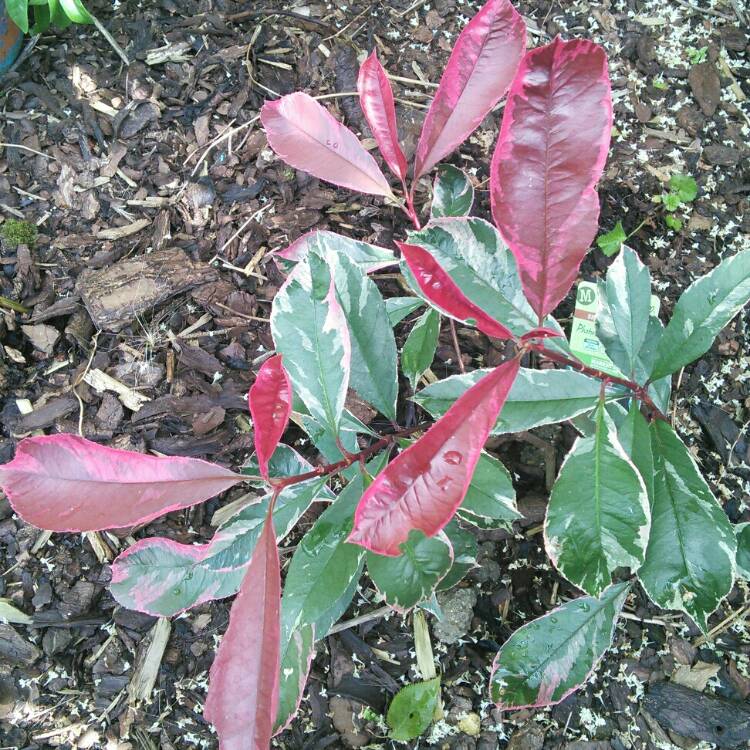 Plant image Photinia x fraseri 'Cassini' syn. Photinia x fraseri 'Pink Marble'