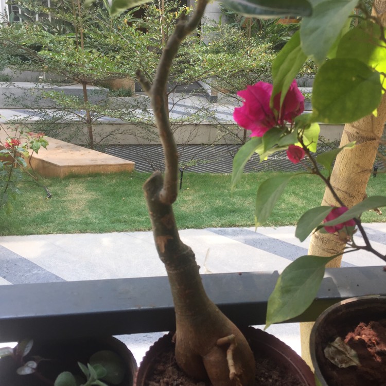 Plant image Adenium Arabicum