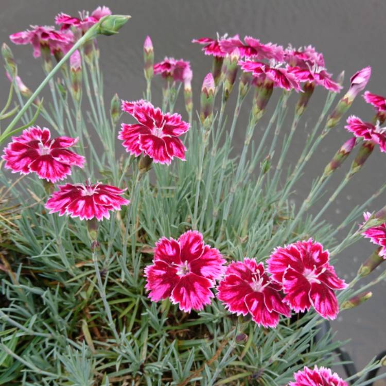 Plant image Dianthus 'Supernova'