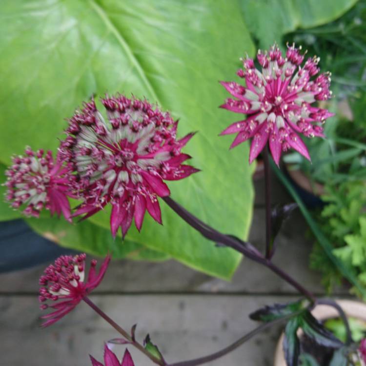 Plant image Astrantia 'Ruby Star'