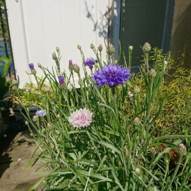 Cornflower