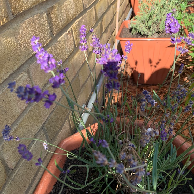 Plant image Lavandula angustifolia 'Laaz0001' (Sentivia Series) syn. Lavandula angustifolia 'Sentivia Blue'