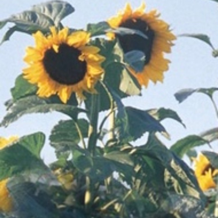 Plant image Helianthus annuus 'American Giant'