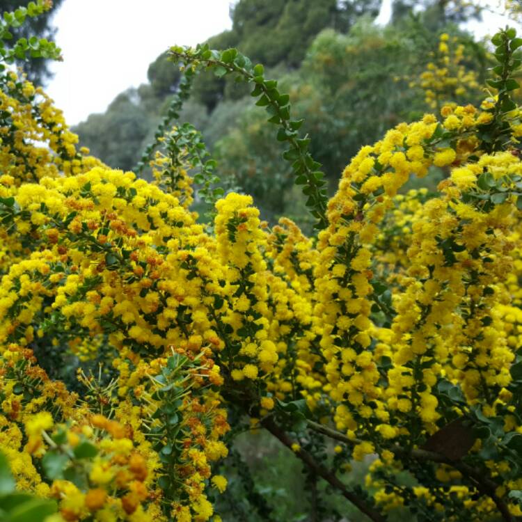 Plant image Acacia acinacea