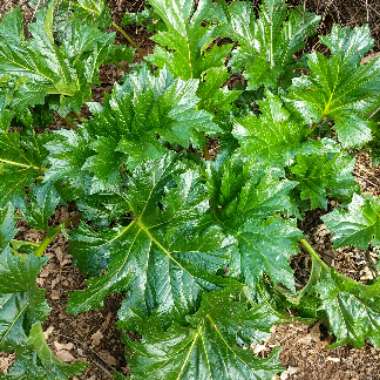 Acanthus mollis