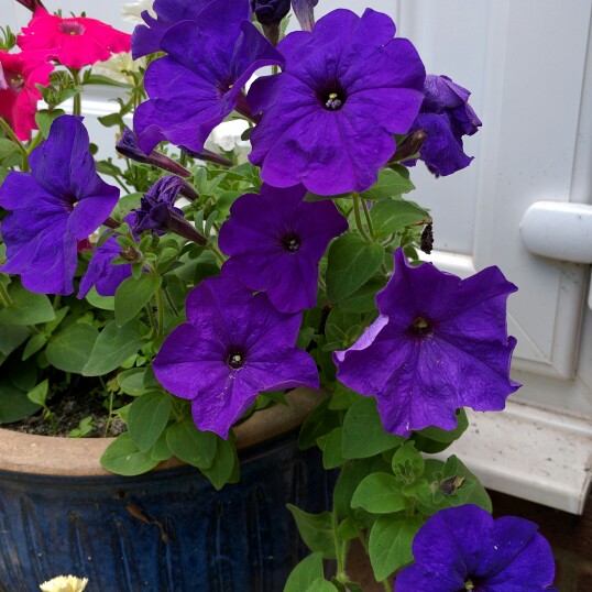 Plant image Petunia