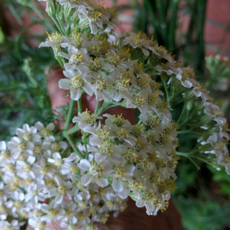 Plant image Achillea 'Desert Eve' series