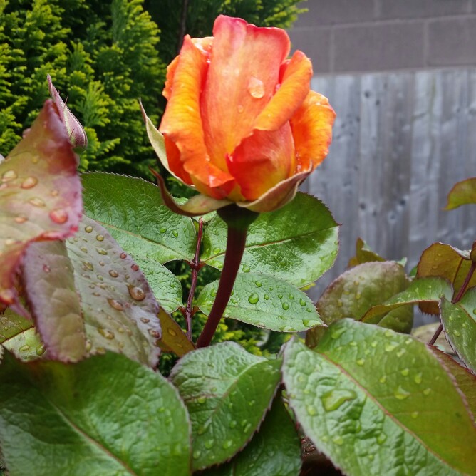 Plant image Rosa 'Crepuscule'