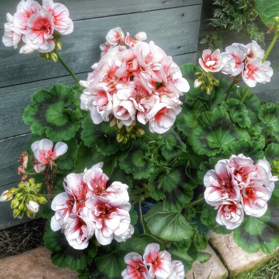 Plant image Pelargonium 'Amri Whitsp09' (Americana Series) syn. Pelargonium 'Americana White Splash'