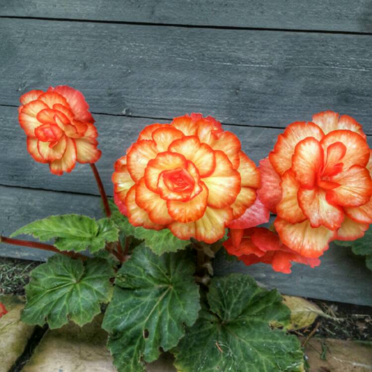 Plant image Begonia Super Cascade 'Apricot Shades'