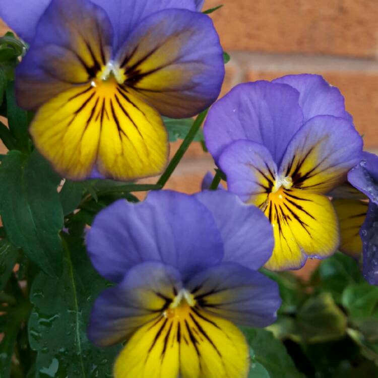 Plant image Viola x wittrockiana 'Matrix Morpheus'