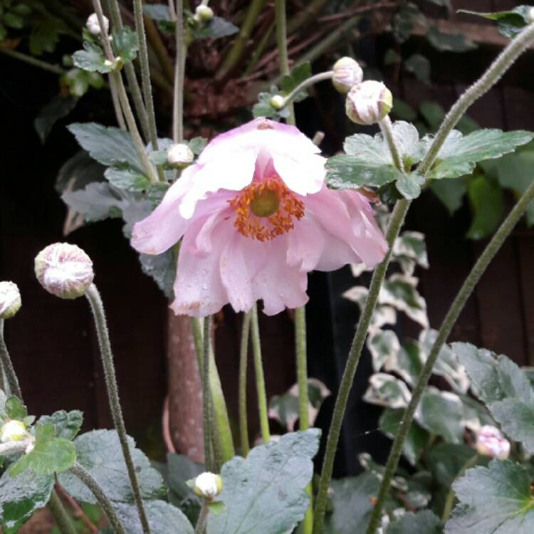 Plant image Anemone x hybrida 'Pocahontas' (Fantasy Series)