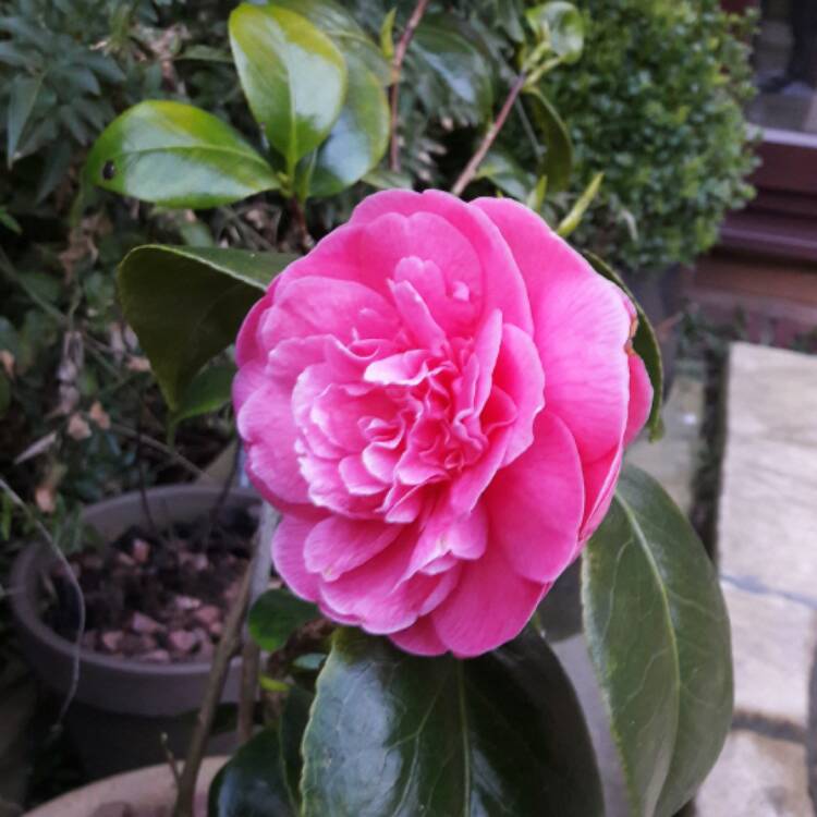 Plant image Camellia japonica 'Pink'