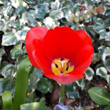 Tulipa 'Soroptimist'