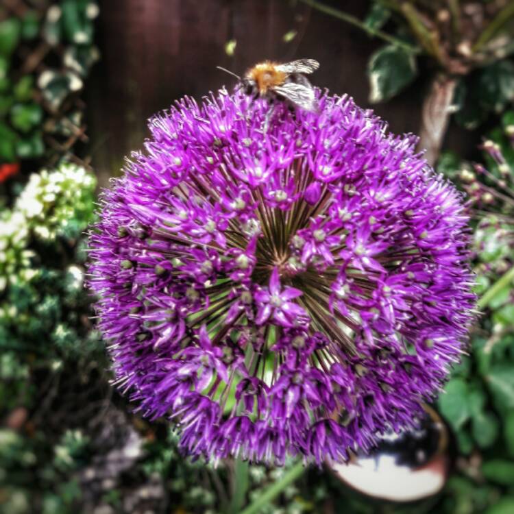 Plant image Allium 'Gladiator'