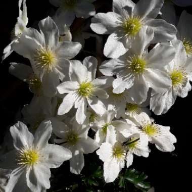 Clematis x cartmanii 'Avalanche'