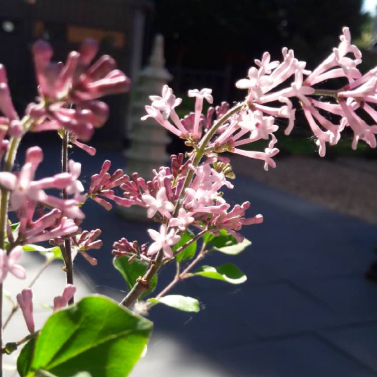 Plant image Syringa 'Morjos 060f' syn. Syringa 'Josee'