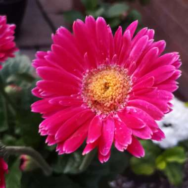 Gerbera garvinea 'Sweet Dreams'