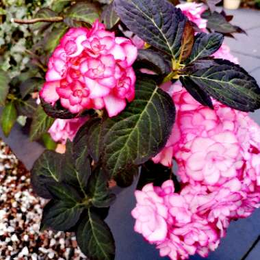 Hydrangea macrophylla 'Miss Saori'