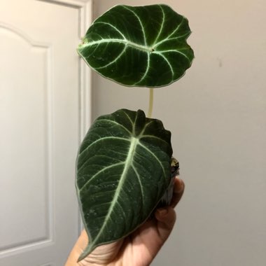 Alocasia reginula