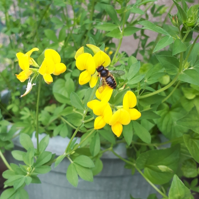 Plant image Lotus corniculatus