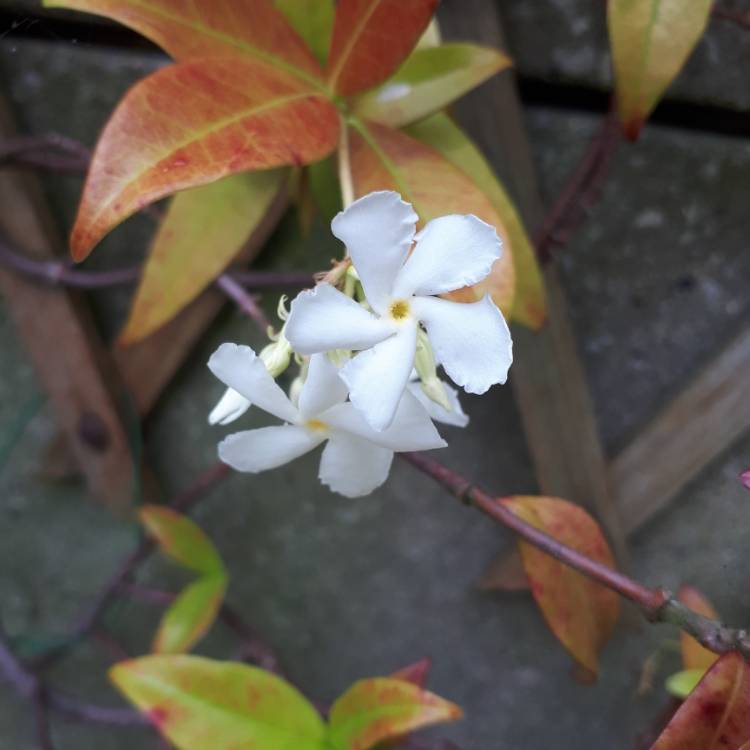 Plant image Trachelospermum asiaticum 'Golden Memories'