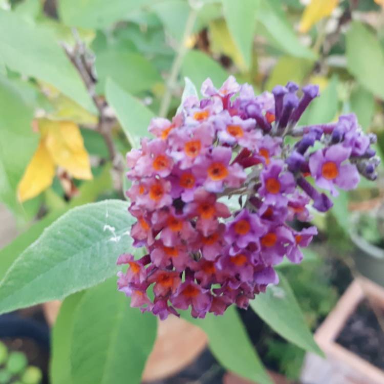 Plant image Buddleja x weyeriana 'Bicolor' syn. Buddleja davidii 'Bicolor', Buddleja x weyeriana 'Flower Power', Buddleja 'Kaleidoscope'