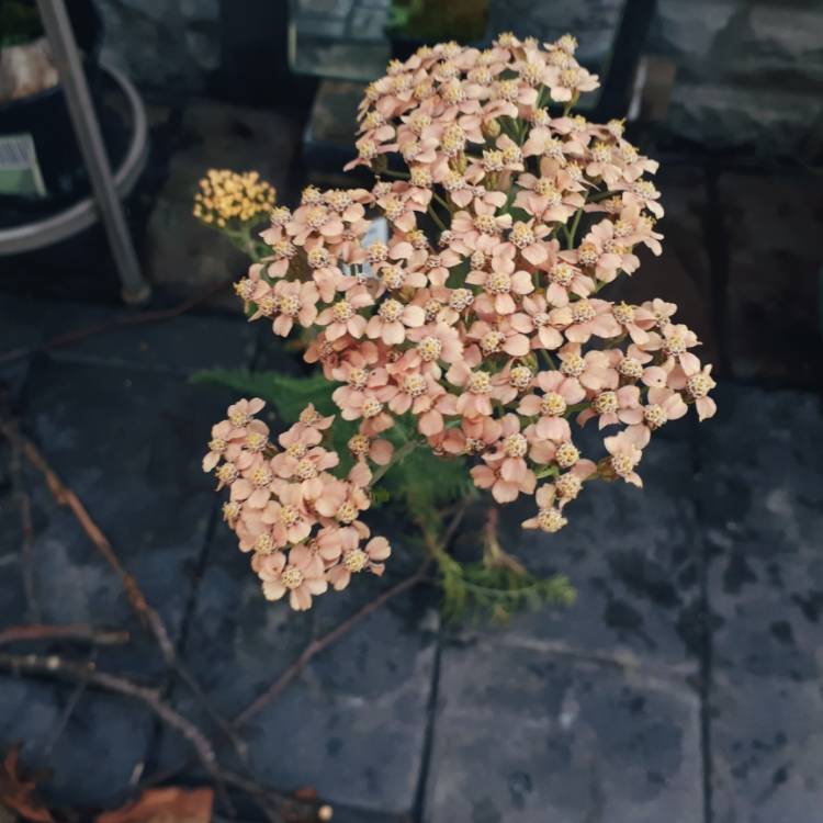 Plant image Achillea millefolium 'Salmon Beauty'