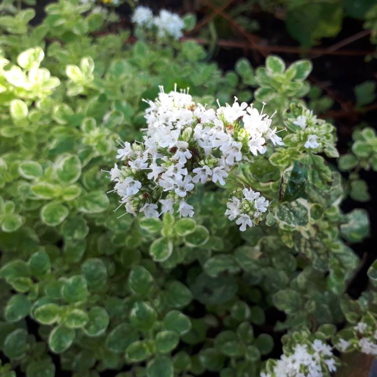 Plant image Origanum vulgare 'Country Cream'