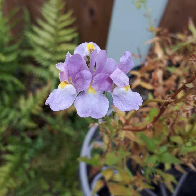 Plant image Nemesia 'Amelie' syn. Nemesia 'Fleurame'