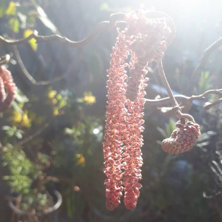 Plant image Salix matsudana