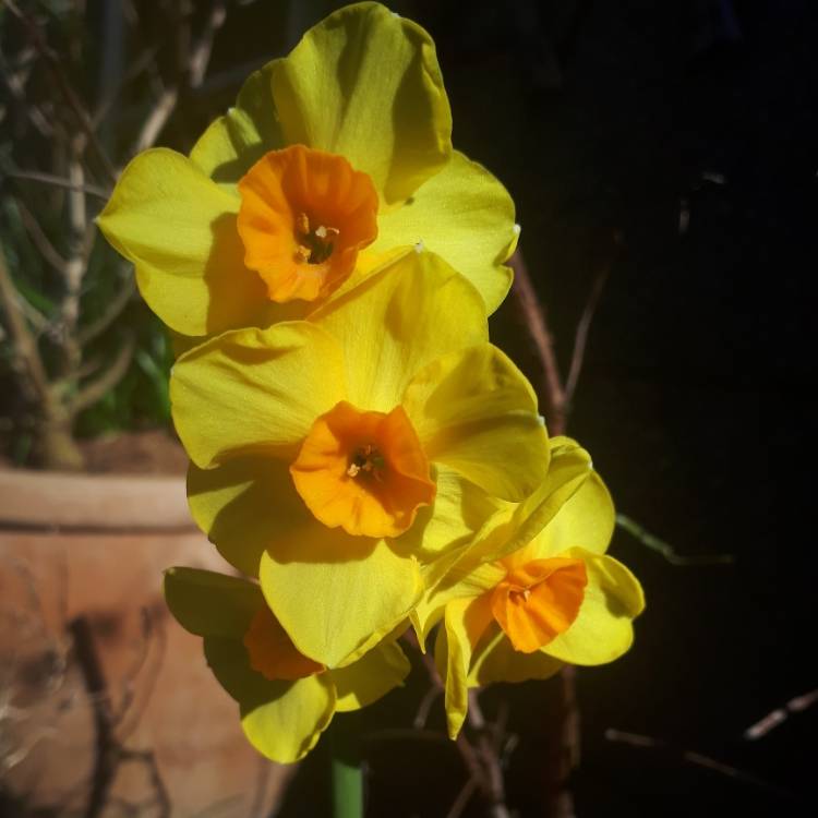 Plant image Narcissus 'Golden Dawn'