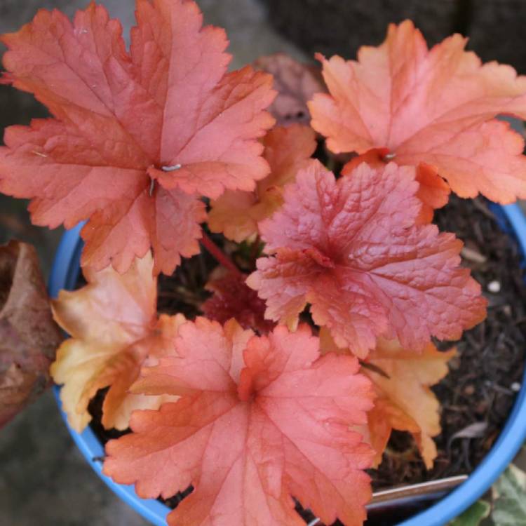 Plant image Heuchera 'Paprika'