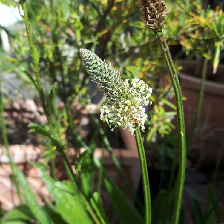 Plant image Plantago lanceolata