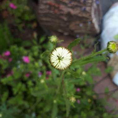 Ox-eye Daisy