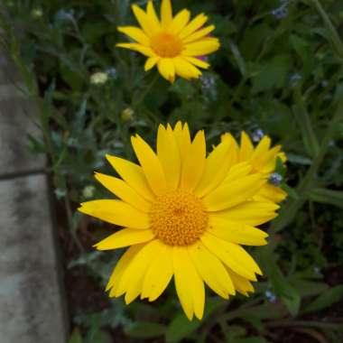 Shasta Daisy