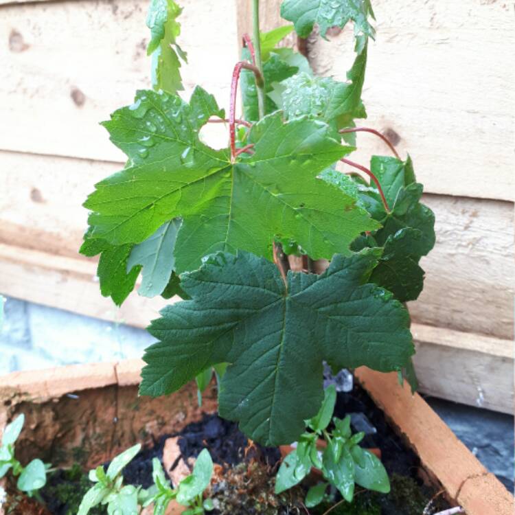 Plant image Acer pseudoplatanus