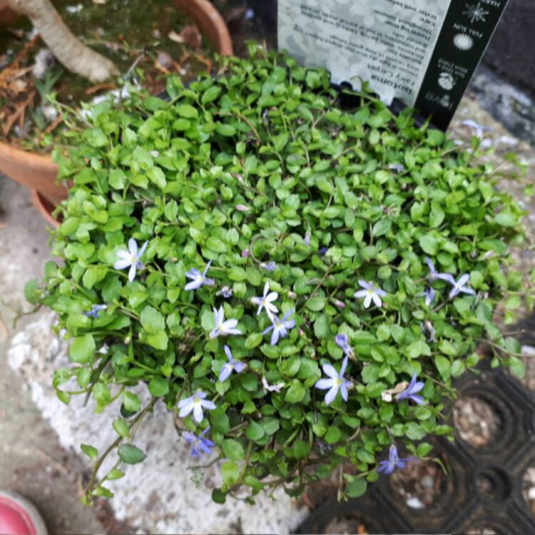 Plant image Isotoma 'Fairy Footsteps'