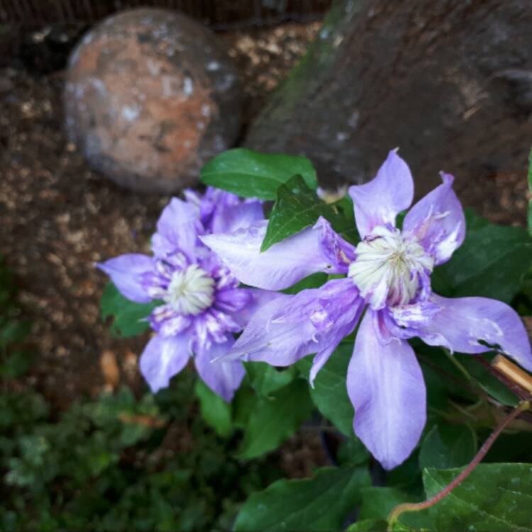 Plant image Clematis 'Diamantina'™ evipo039