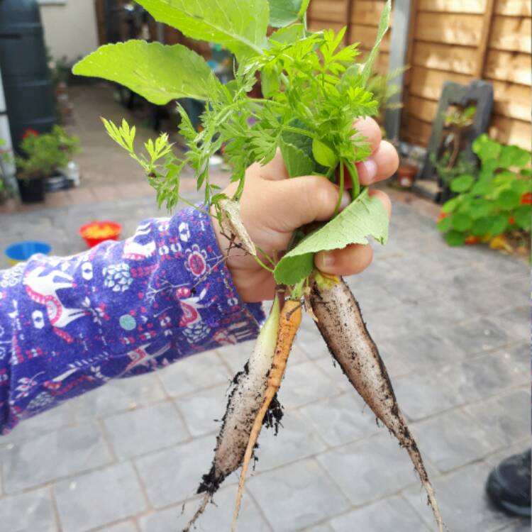 Plant image Raphanus sativus 'Longipinnatus' syn. Raphanus sativus var. longipinnatus