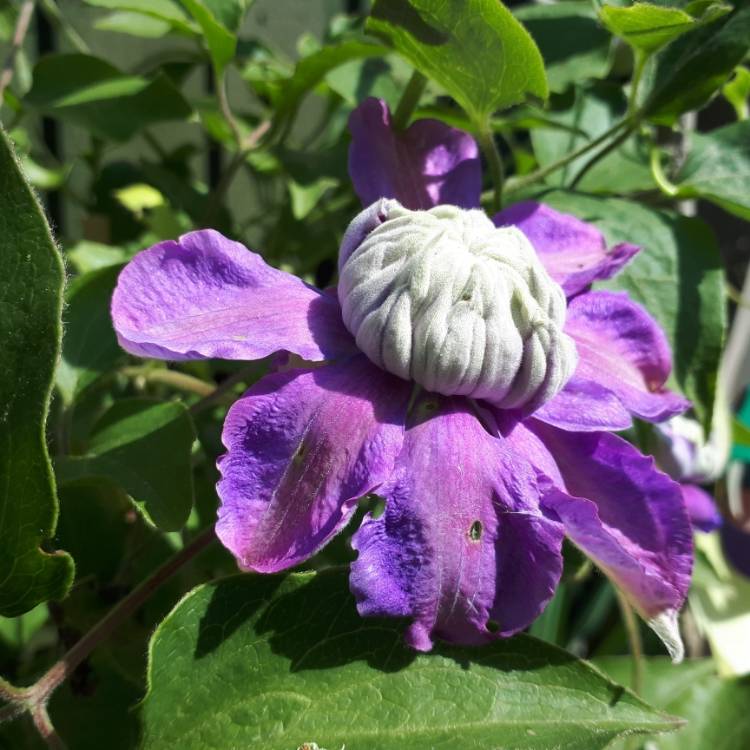 Plant image Clematis 'Diamantina'™ evipo039