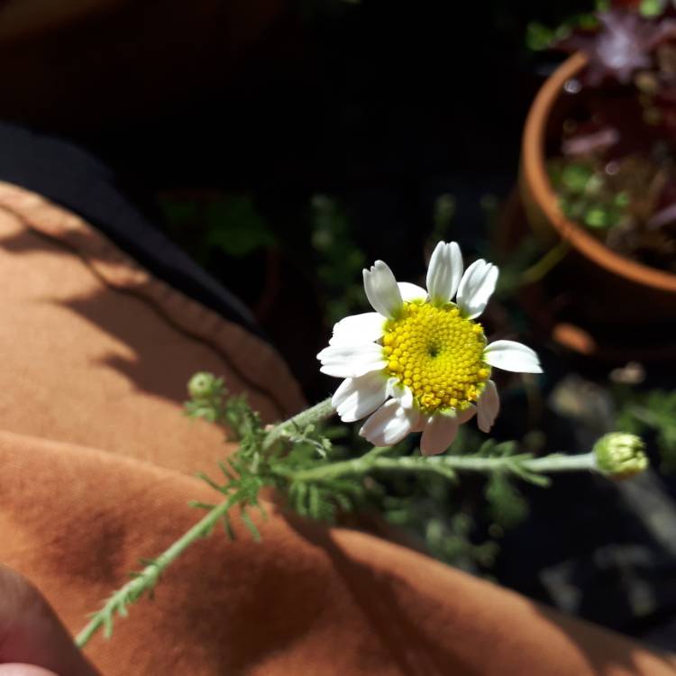 Plant image Anthemis arvensis