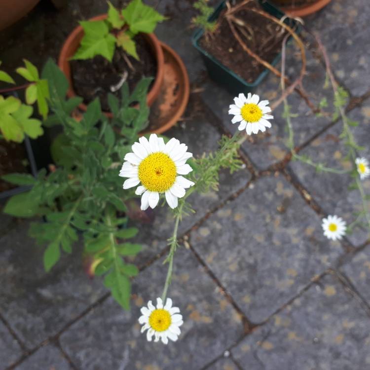 Plant image Anthemis arvensis