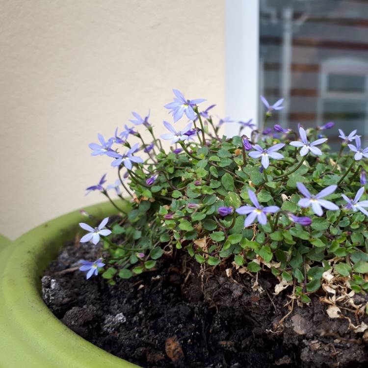 Plant image Isotoma 'Fairy Footsteps'