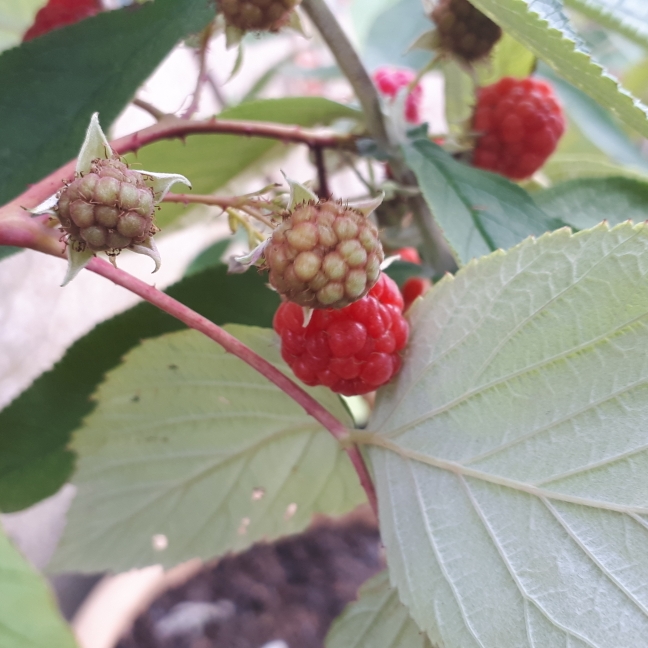 Plant image Rubus Idaeus 'Heritage'