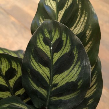 Calathea 'Makoyana'