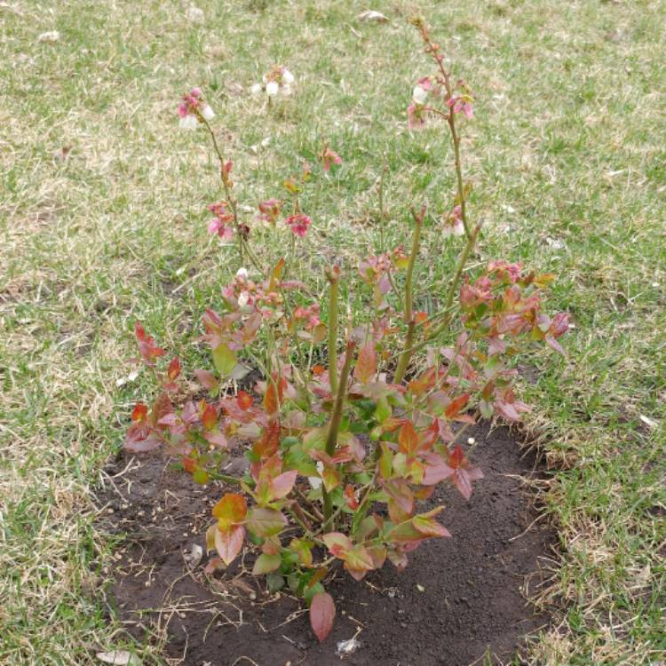 Plant image Vaccinium corymbosum 'Bountiful Blue'