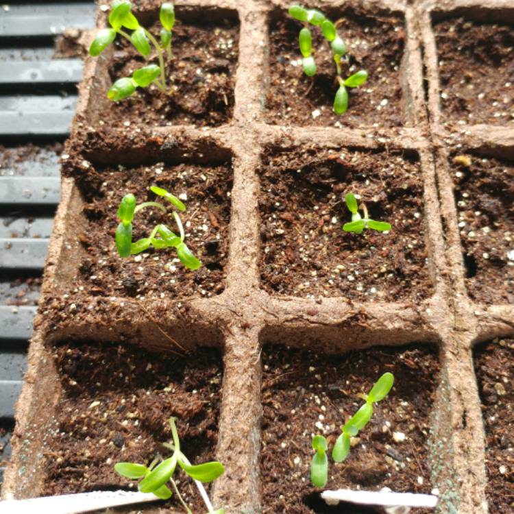 Plant image Tagetes erecta 'Vanilla Ice'