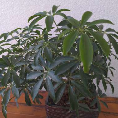 Schefflera Amate