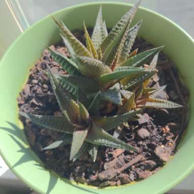 Haworthiopsis 'File Leafed'